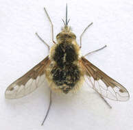 Image of Bombylius