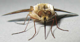 Image of Bombylius