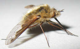 Image of Bombylius