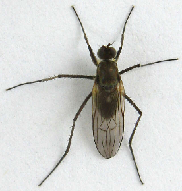 Image de Hydrophorinae