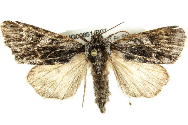 Image of Acronicta perdita Grote 1874