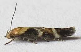 Image of Mompha unifasciella