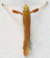 Image of Caloptilia alnicolella (Chambers 1875)