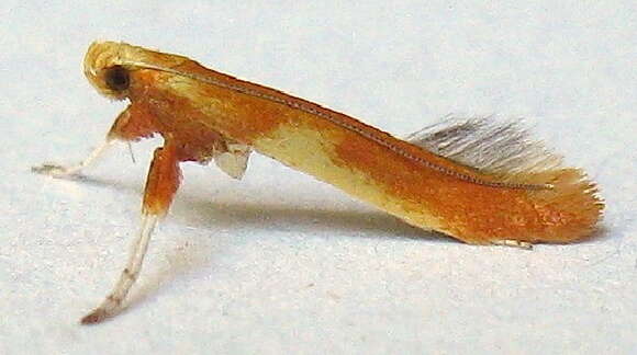 Image of Caloptilia alnicolella (Chambers 1875)