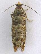 Image of Douglas-fir Cone Moth