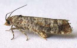 Image of Douglas-fir Cone Moth