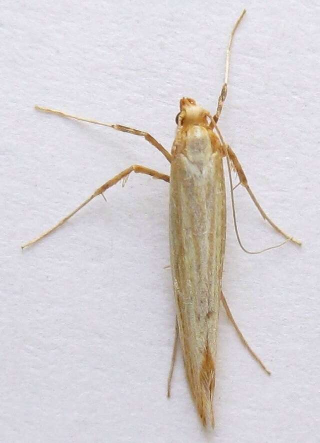 Sivun Caloptilia murtfeldtella (Busck 1904) kuva