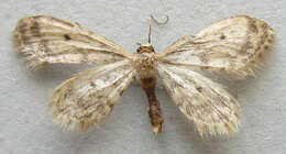 Image of Fortunate Idaea