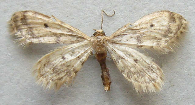 Image de Idaea bonifata Hulst 1887