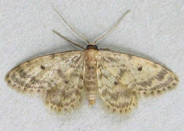 Image de Idaea bonifata Hulst 1887