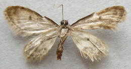 Image of Fortunate Idaea