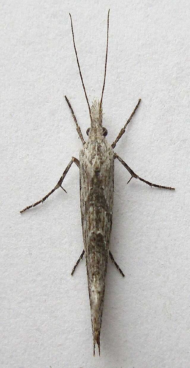 <i>Ypsolopha falciferella</i>的圖片