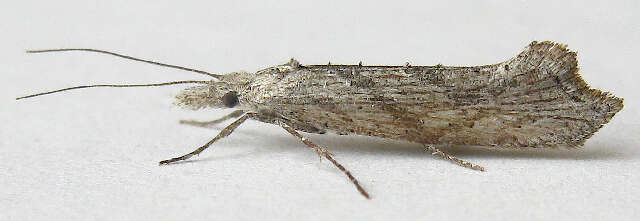 <i>Ypsolopha falciferella</i>的圖片