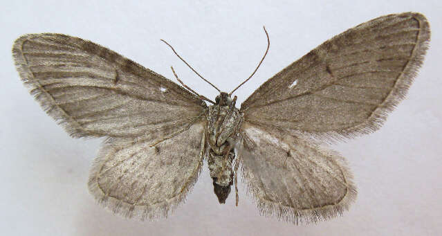 Image of Eupithecia gilvipennata Cassino & Swett 1922