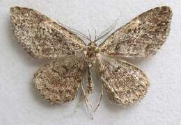 صورة Mycterophora longipalpata Hulst 1896