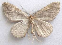 صورة Mycterophora longipalpata Hulst 1896