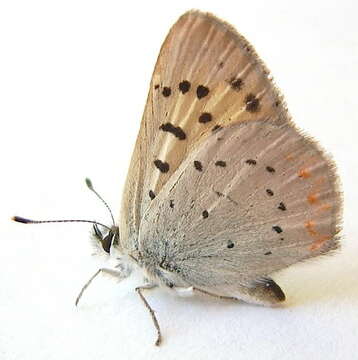 Image of Lilac-bordered Copper