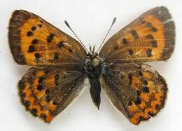 Image of <i>Lycaena helloides</i>