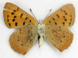 Image of <i>Lycaena helloides</i>