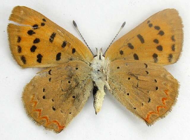 Image of <i>Lycaena helloides</i>