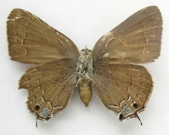 Image of <i>Satyrium saepium</i>