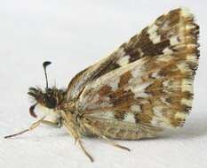 Image of Checkered-Skippers