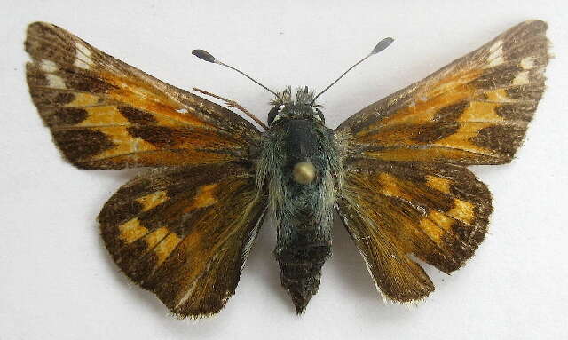 Image of Juba Skipper