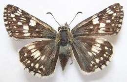 Image of Common Checkered Skipper