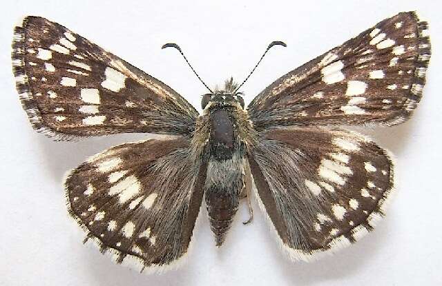 Image of Common Checkered Skipper