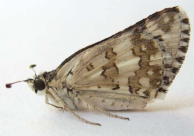 Image of Common Checkered Skipper