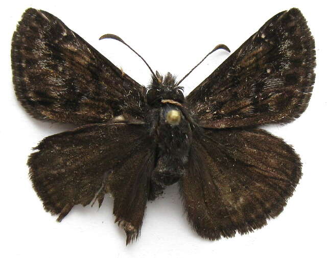 Image of Erynnis pacuvius Lintner 1878