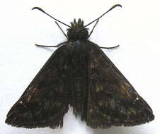 Image of Erynnis pacuvius Lintner 1878