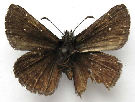 Image of Erynnis pacuvius Lintner 1878