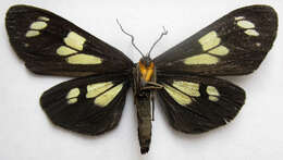 Imagem de Gnophaela latipennis Boisduval 1852