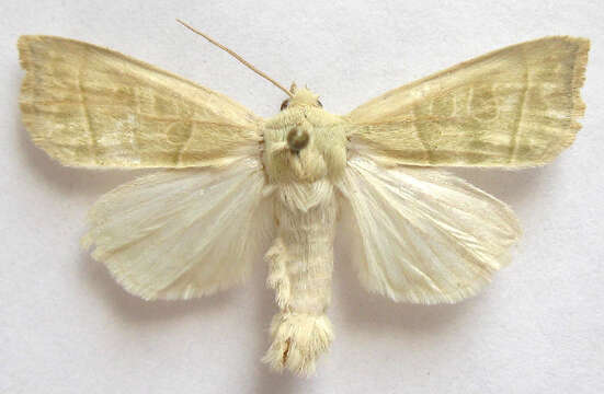 Image of Ipimorpha