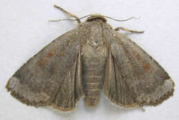 Abagrotis variata Grote 1876 resmi