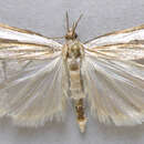 Image of <i>Crambus rickseckerellus</i>