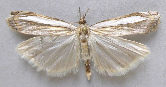 Image of <i>Crambus rickseckerellus</i>