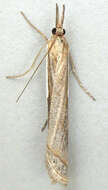 Image of <i>Crambus rickseckerellus</i>