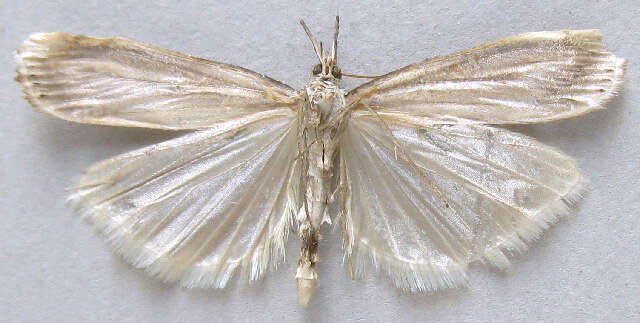 Image of <i>Crambus rickseckerellus</i>