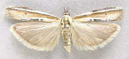 Image de Pima albiplagiatella Packard 1874