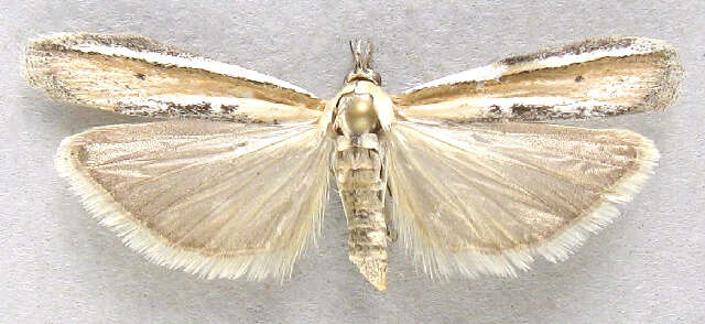 Image de Pima albiplagiatella Packard 1874