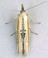 Image de Pima albiplagiatella Packard 1874