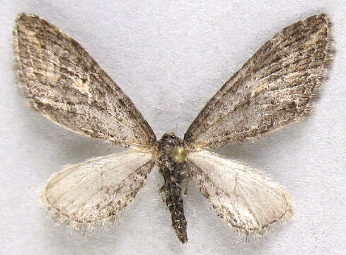 Image of Eupithecia scabrogata Pearsall 1912