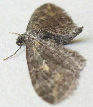 Image of Eupithecia scabrogata Pearsall 1912