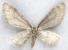 Image of Eupithecia scabrogata Pearsall 1912