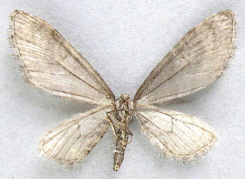 Image of Eupithecia scabrogata Pearsall 1912