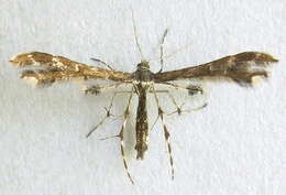 Image of Capperia evansi (McDunnough 1923)