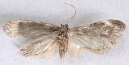 Image of Exaeretia ciniflonella Zeller 1846