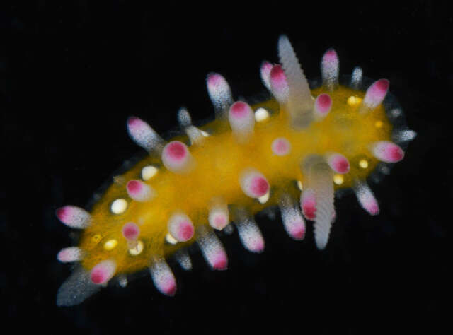 Image of Ornate pink and yellow slug